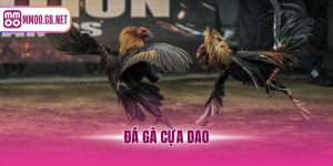 đá gà cựa dao